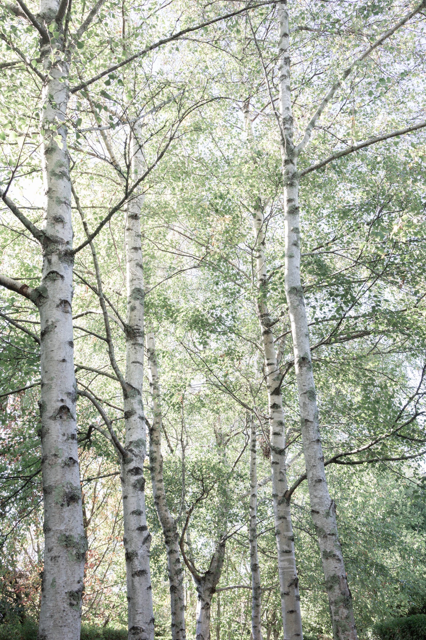 aspen pine + white birch (bad + boujee)